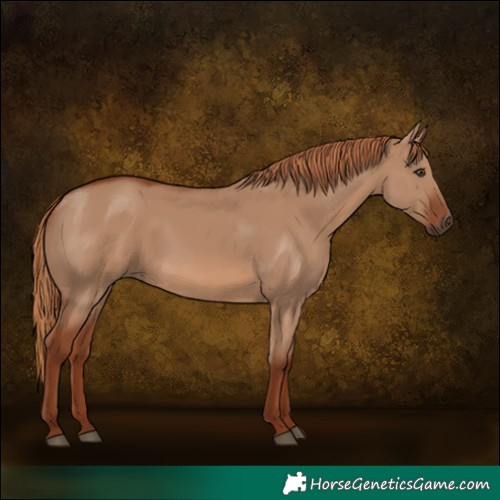 Horse Color:Red Dun 