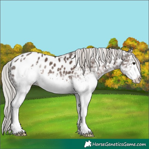 Horse Color:White Spotted Silver Black Appaloosa 