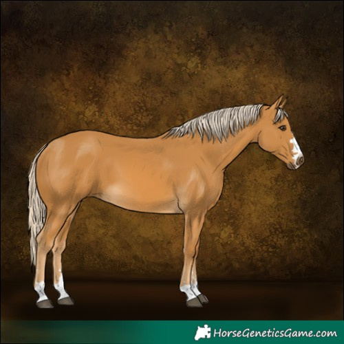 Horse Color:Palomino