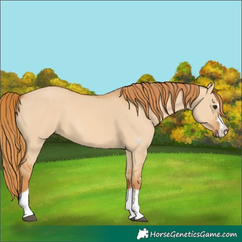 Horse Color:Red Dun 