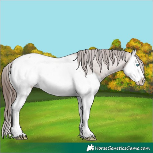 Horse Color:Classic Champagne Splash Appaloosa 