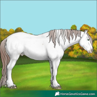 Horse Color:White Spotted Sable Champagne Appaloosa 