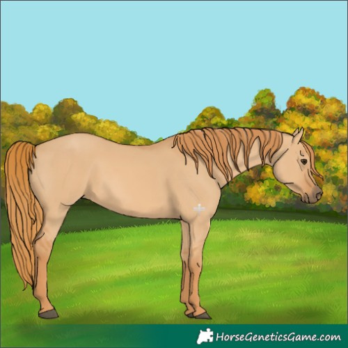Horse Color:Red Dun 