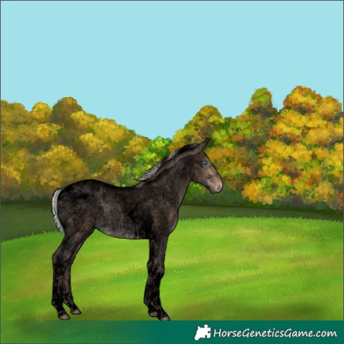 Horse Color:Void Silver Brown Roan Dun Splash Tobiano Rabicano 