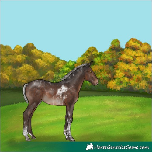 Horse Color:Silver Brown Tobiano Rabicano 