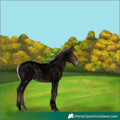 Horse Color:Void Silver Brown Roan Tobiano Rabicano 