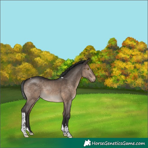 Horse Color:Brown Dun Splash Tobiano Rabicano 