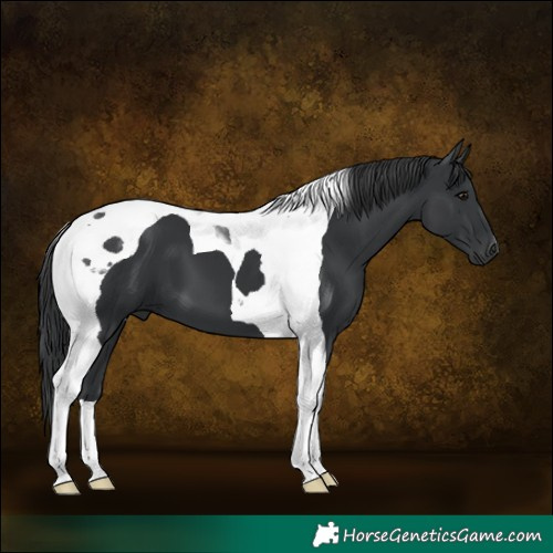 Horse Color:Black Tobiano 
