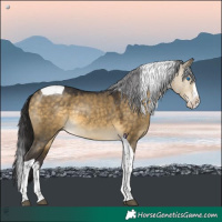 Horse Color:Buckskin Dun Splash Tobiano