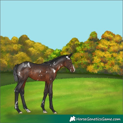 Horse Color:White Spotted Brown Splash Rabicano 