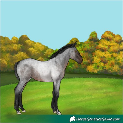 Horse Color:Gray Brown Roan Rabicano 