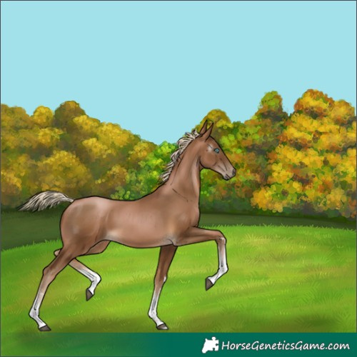 Horse Color:Gray White Spotted Chocolate Palomino Pearl 
