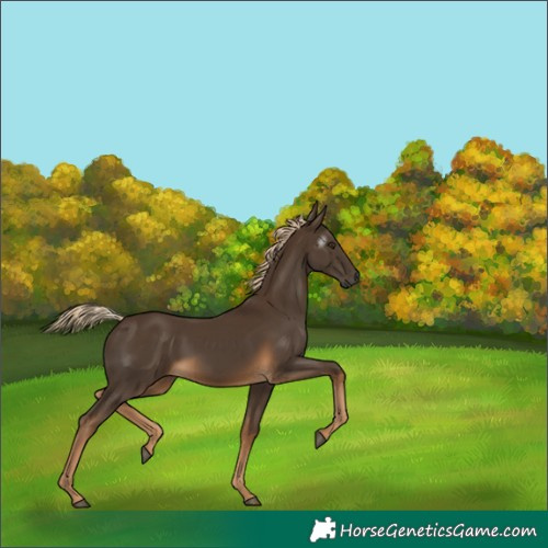 Horse Color:Gray White Spotted Chocolate Palomino 