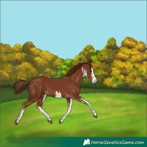 Horse Color:White Spotted Chestnut 