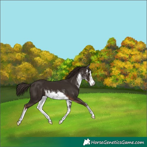 Horse Color:White Spotted Liver Chestnut 