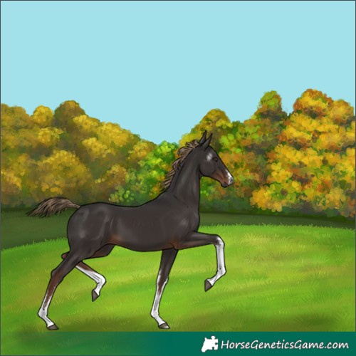 Horse Color:Gray White Spotted Liver Chestnut 