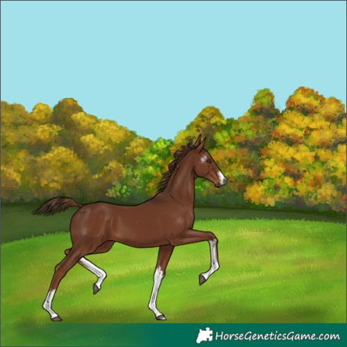 Horse Color:Gray White Spotted Chestnut 