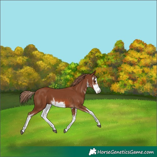 Horse Color:White Spotted Chestnut 