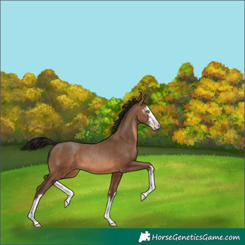 Horse Color:Gray White Spotted Amber Champagne 