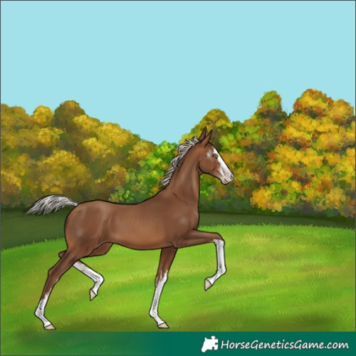 Horse Color:Gray White Spotted Silver Sable Champagne 