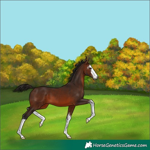 Horse Color:Gray White Spotted Bay 