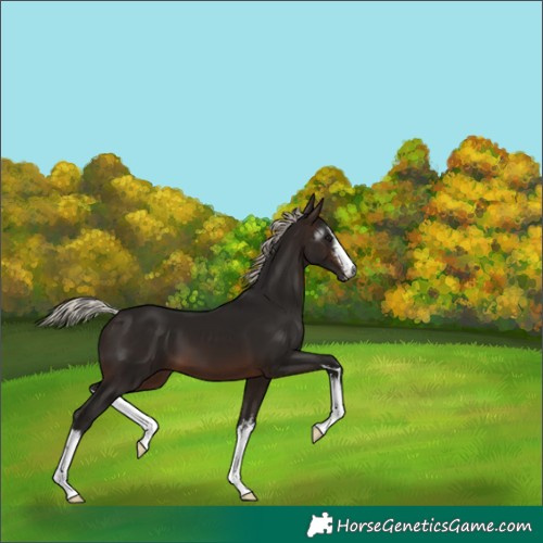 Horse Color:Gray White Spotted Silver Brown 
