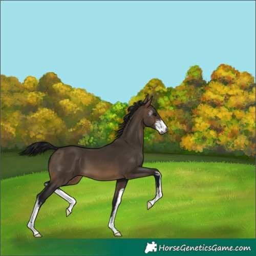 Horse Color:Gray White Spotted Brown Dun 