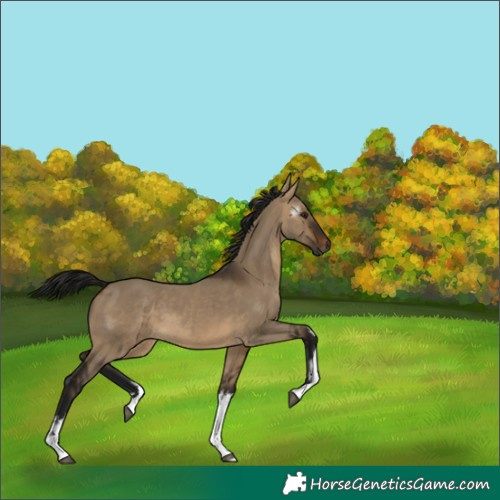 Horse Color:Gray White Spotted Bay Dun 