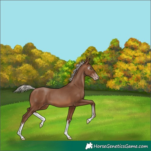 Horse Color:Gray White Spotted Silver Sable Champagne 