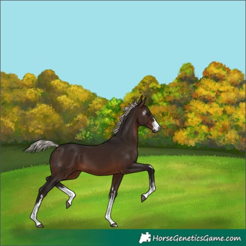 Horse Color:Gray White Spotted Silver Bay 