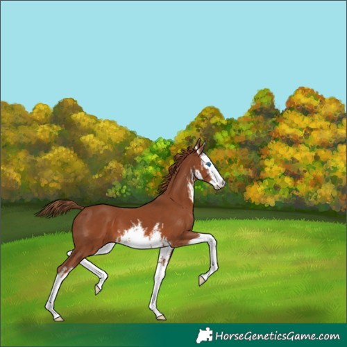 Horse Color:White Spotted Chestnut Splash 