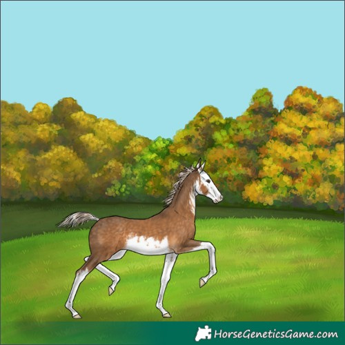 Horse Color:White Spotted Chocolate Palomino Splash 