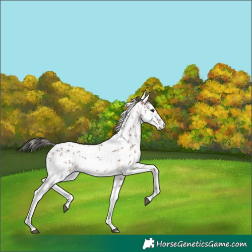 Horse Color:White Spotted Bay Sabino 