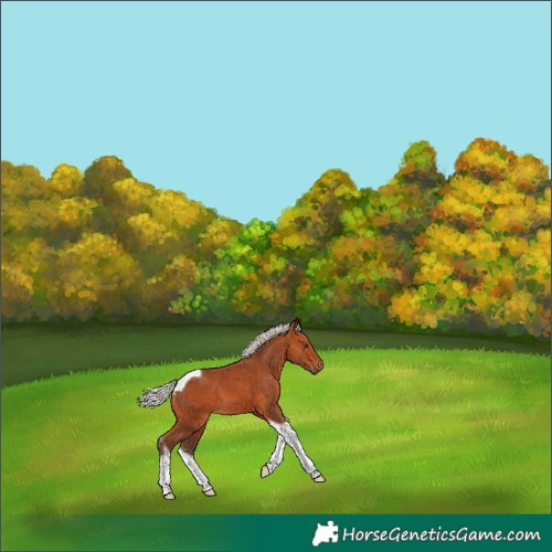 Horse Color:Silver Bay Tobiano 