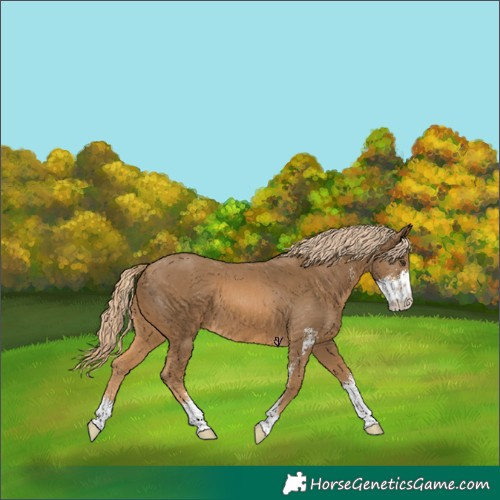 Horse Color:Chestnut Sabino 