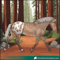 Horse Color:Silver Brown Dun Appaloosa 