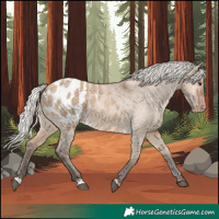 Horse Color:Silver Brown Dun Appaloosa 