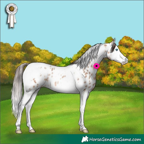 Horse Color:Amber Champagne Splash Tobiano Appaloosa Rabicano 
