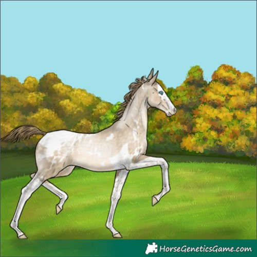 Horse Color:White Spotted Buckskin Pearl Splash Tobiano Blanket Rabicano 
