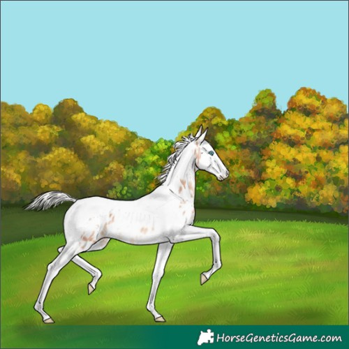 Horse Color:White Spotted Silver Amber Champagne Splash Tobiano Appaloosa 