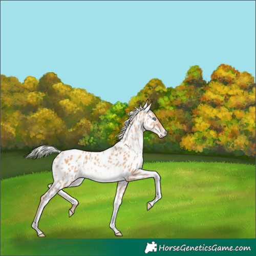 Horse Color:White Spotted Silver Amber Champagne Tobiano Near Leopard Rabicano 