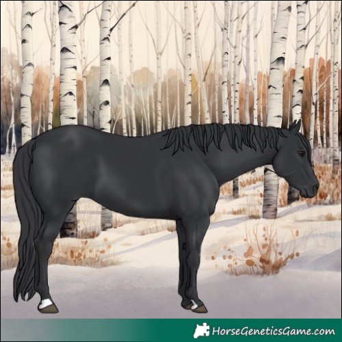Horse Color:Black 
