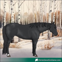 Horse Color:Black 