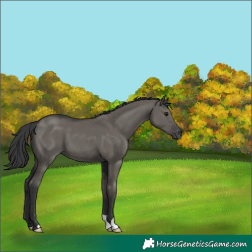 Horse Color:Grullo 