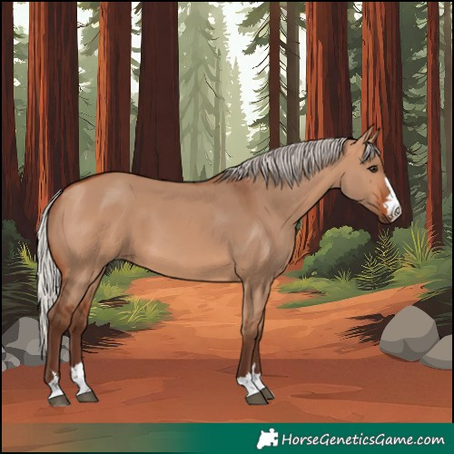 Horse Color:Silver Bay Dun