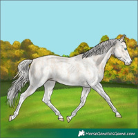 Horse Color:Cremello Sabino and Cremello Sabino