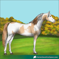 Horse Color:White Spotted Red Dun Rabicano and White Spotted Red Dun Rabicano