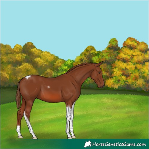 Horse Color:Chestnut Tobiano 