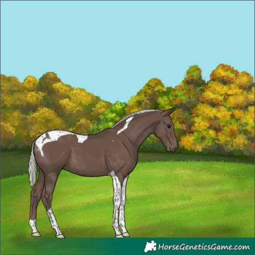 Horse Color:Silver Black Tobiano 