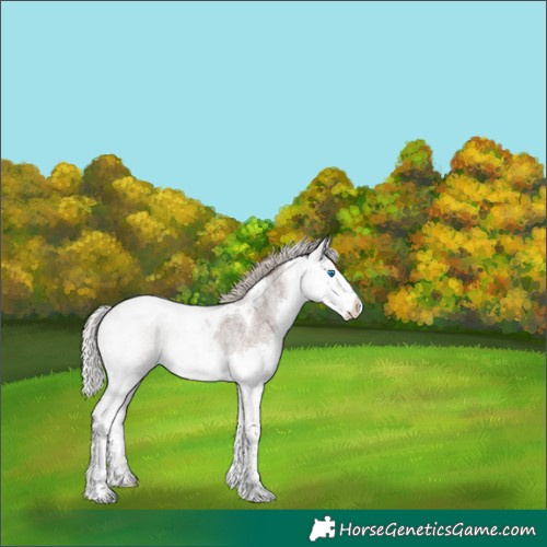 Horse Color:Silver Blue Roan Splash Tobiano 